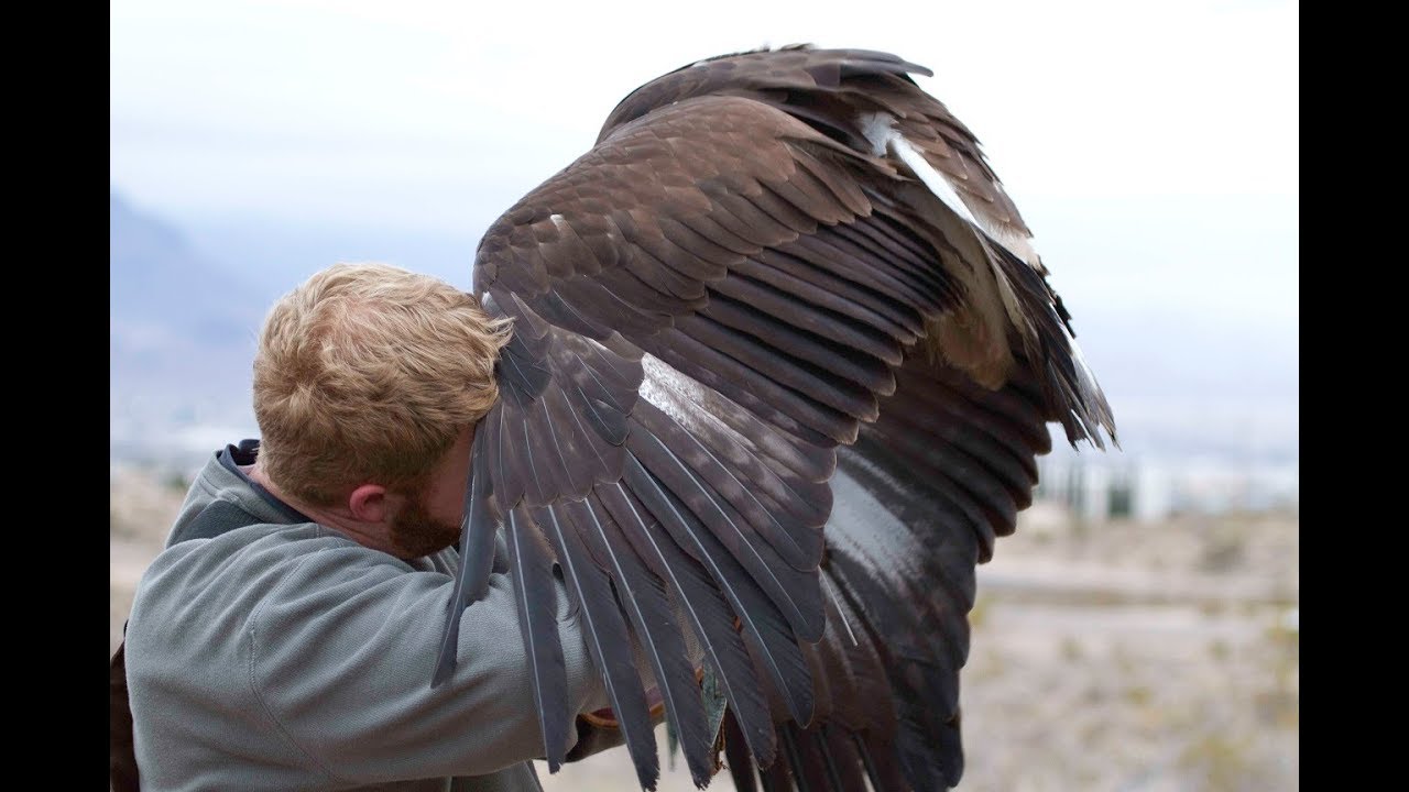 Falconry: Disciplining birds of prey?