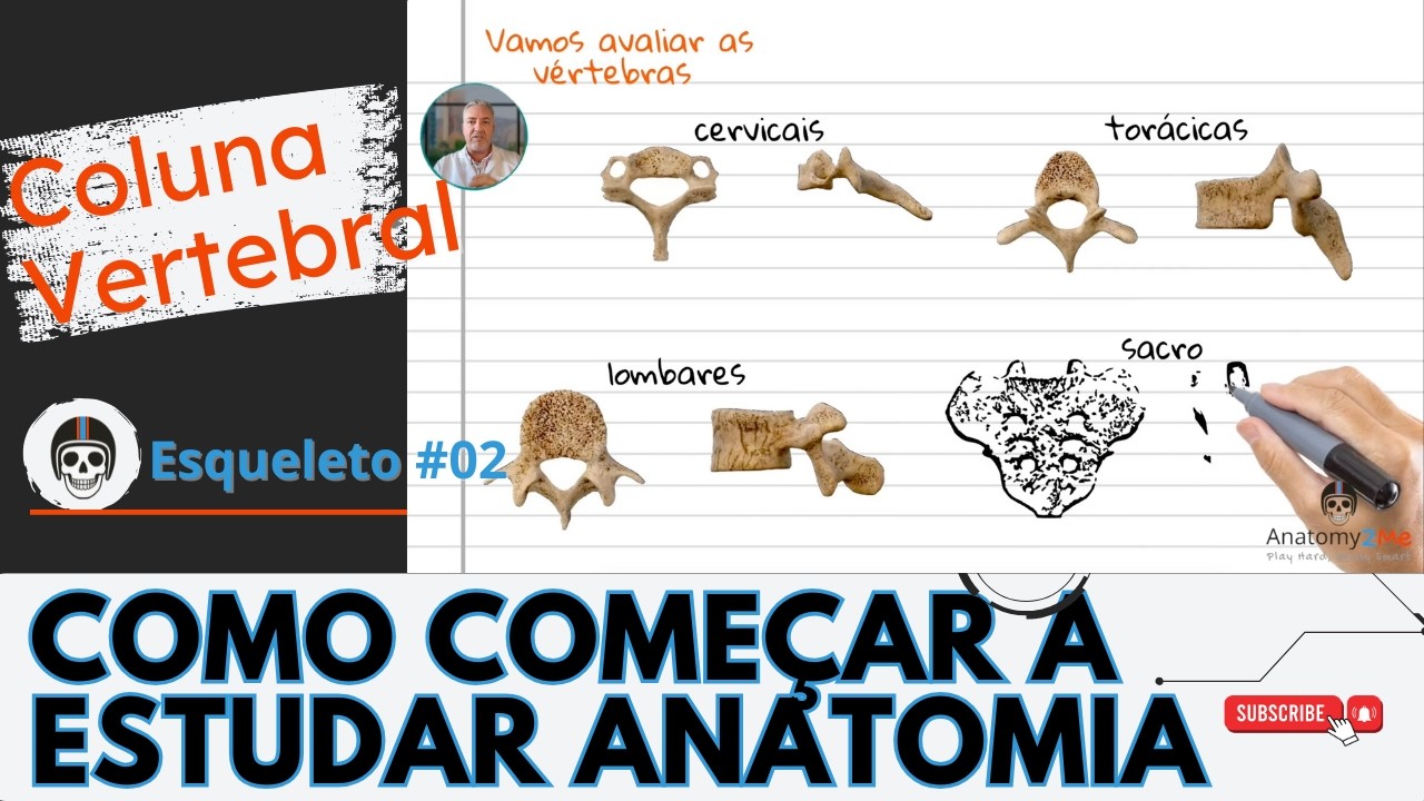 ESQUELETO HUMANO #02 - Anatomia da Coluna Vertebral: Como Diferenciar as Vértebras de Forma Lógica.