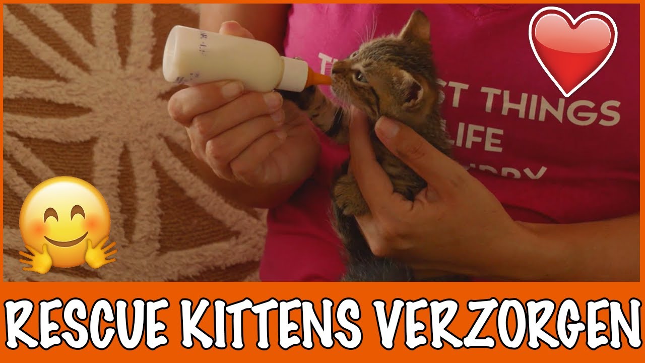Curacao #6 - Kittens de fles geven | DierenpraatTV
