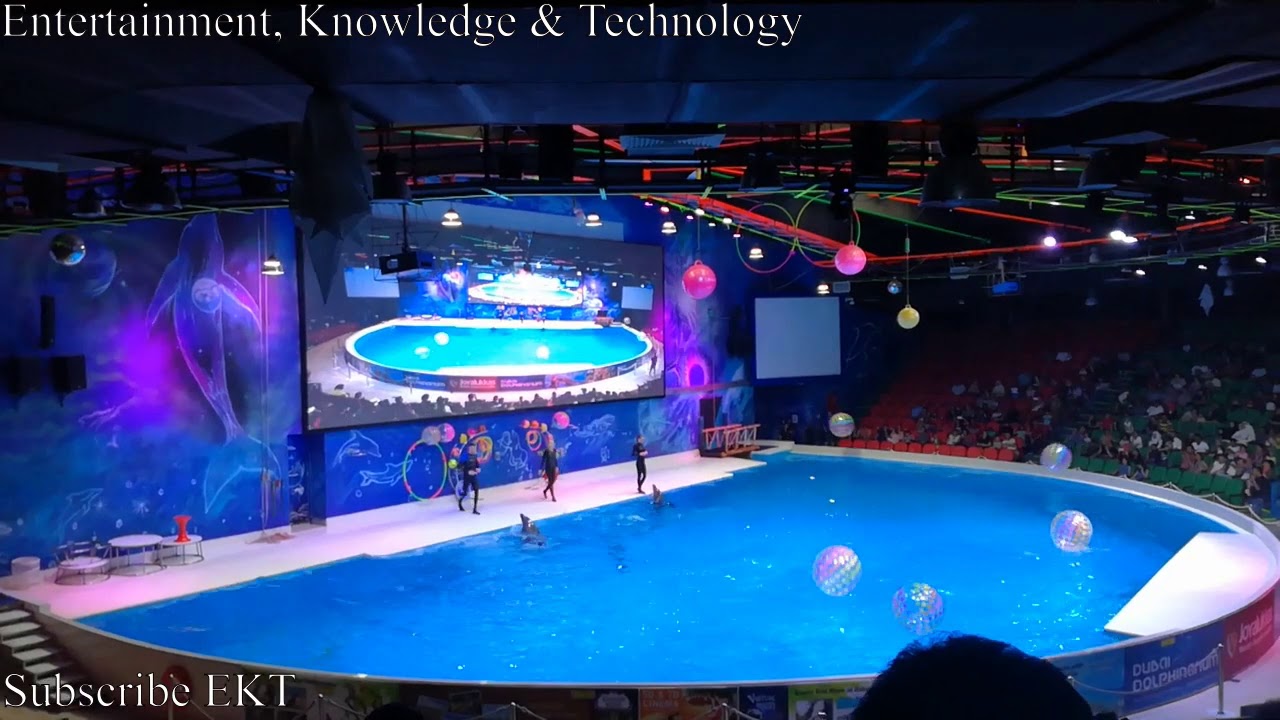 Dubai Dolphinarium Part 3 | Dolphin and Seal Show Part 3