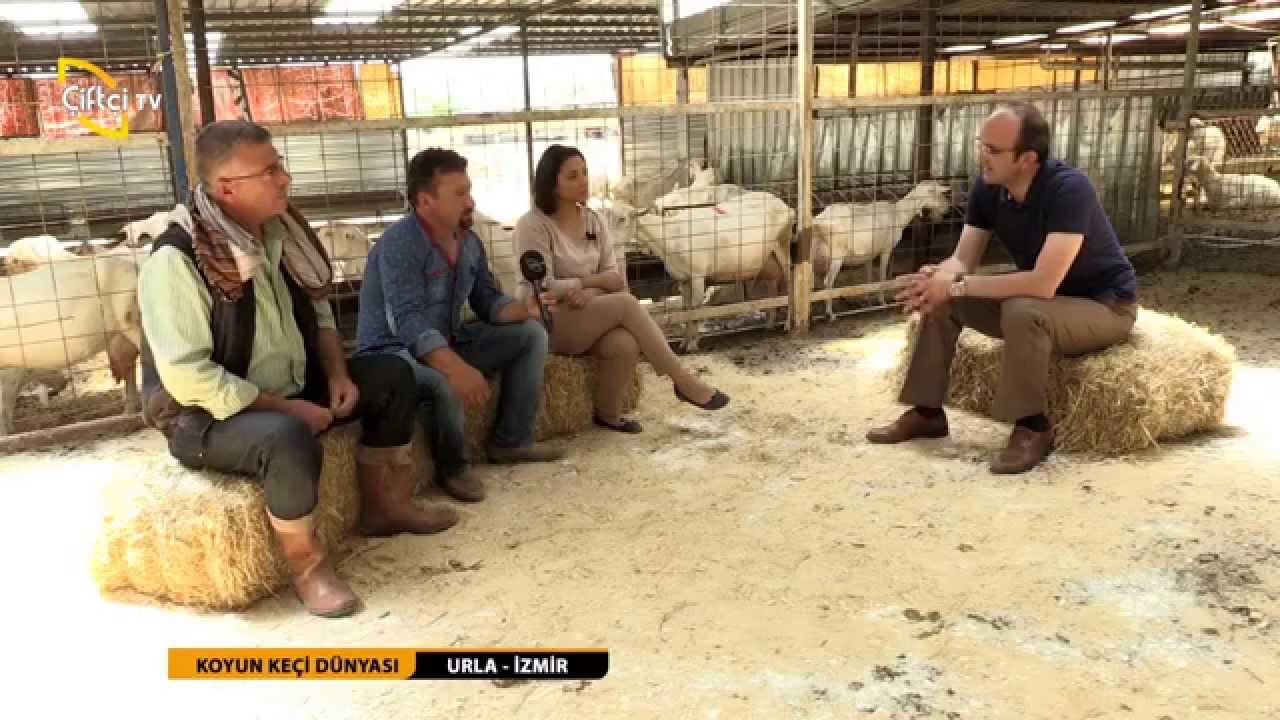 KOYUN KEÇİ DÜNYASI - 16. BÖLÜM
