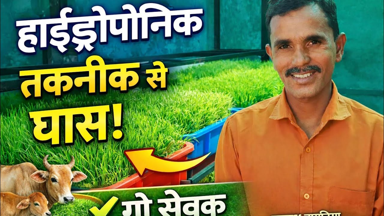 हाइड्रोपोनिक्स खेती क्या है? | बिना मिट्टी के खेती की पूरी जानकारी | Hydroponics Farming