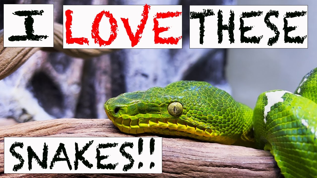 3 Thing I Love About Emerald Tree Boa | THEY ARE AMAZING!!