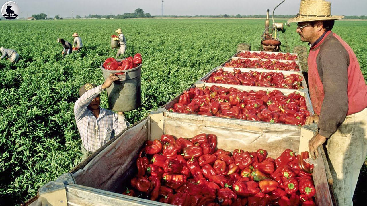 Enorme Cosecha de Pimiento Morrón - Cómo las agricultoras ganan millones de $ por año
