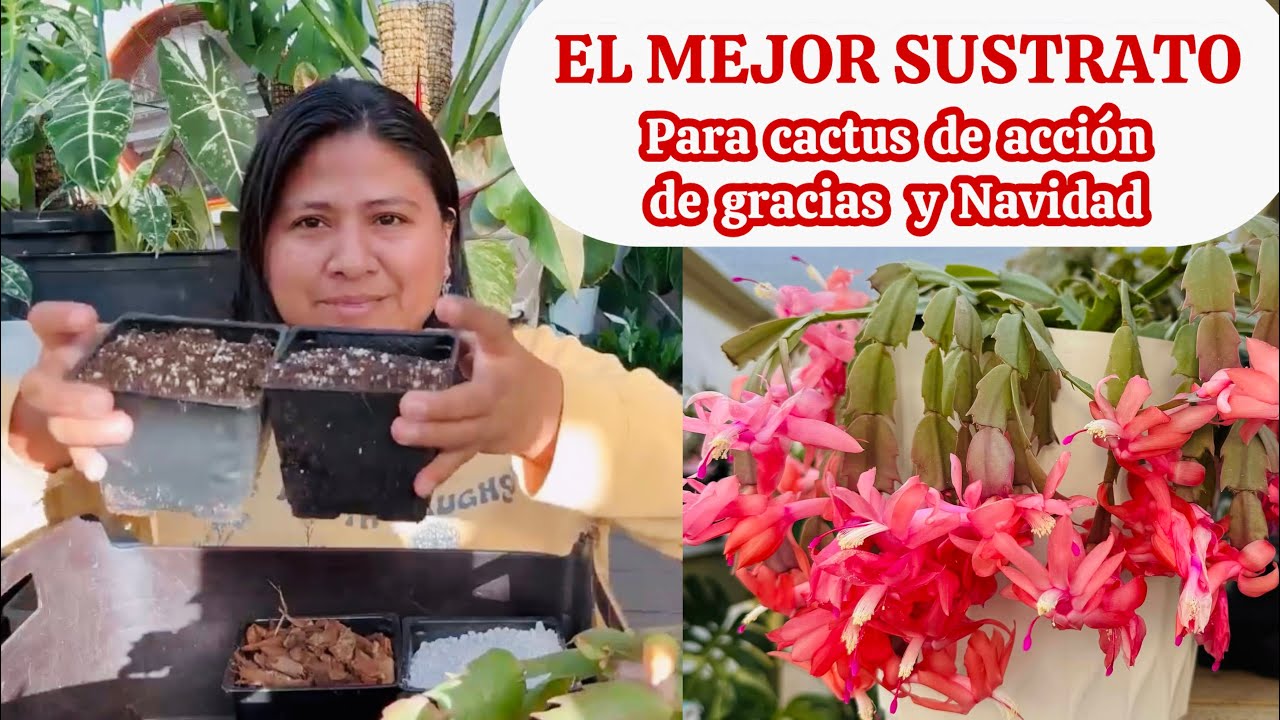 El mejor sustrato para cactus de navidad y Acción de Gracias 
