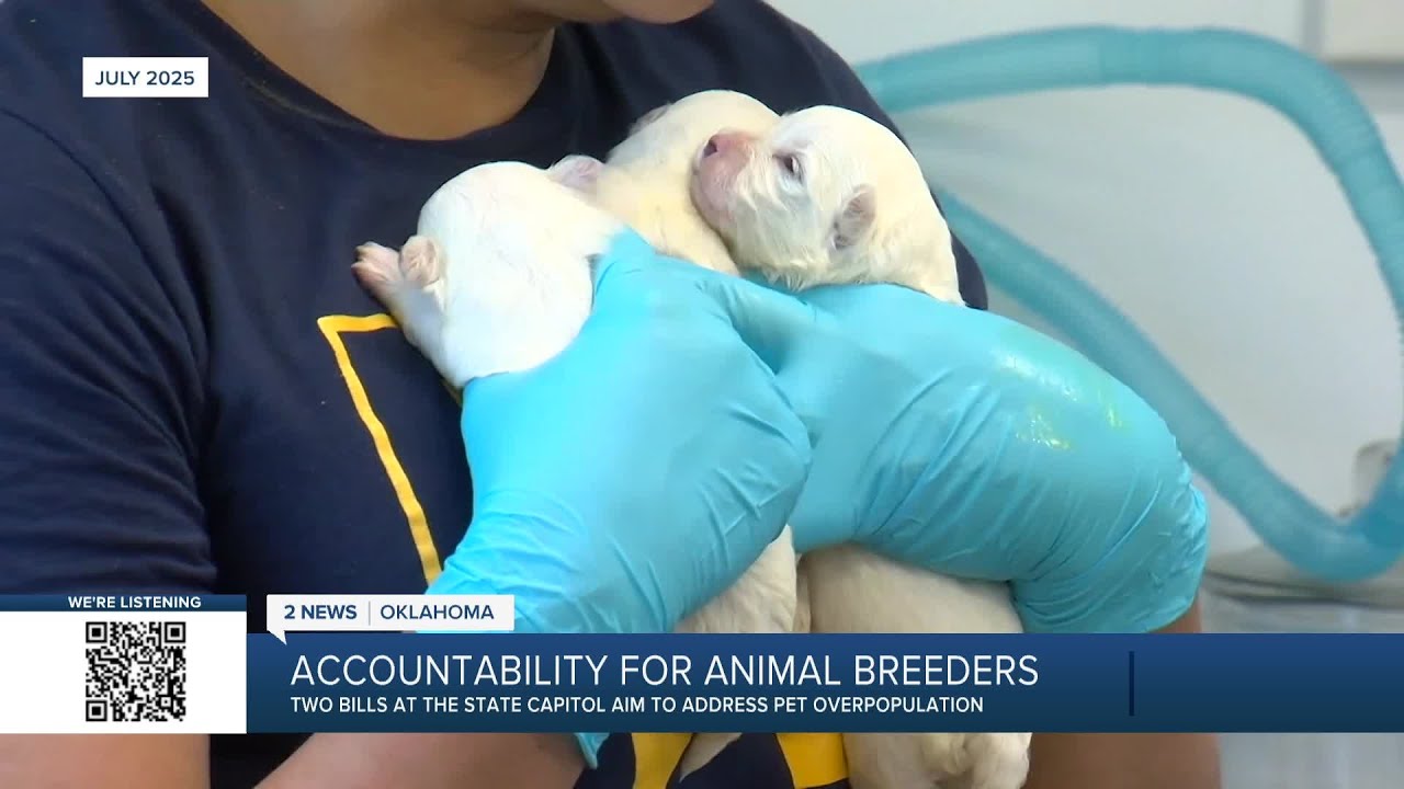 Two Oklahoma bills aim towards accountability for dog breeders, address pet overpopulation