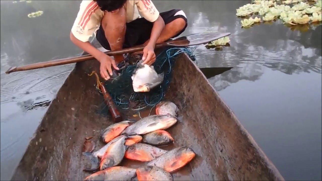 Jungle Amazone Adventure - P&eacute;rou - Le filet de p&ecirc;che et les Piranha!!