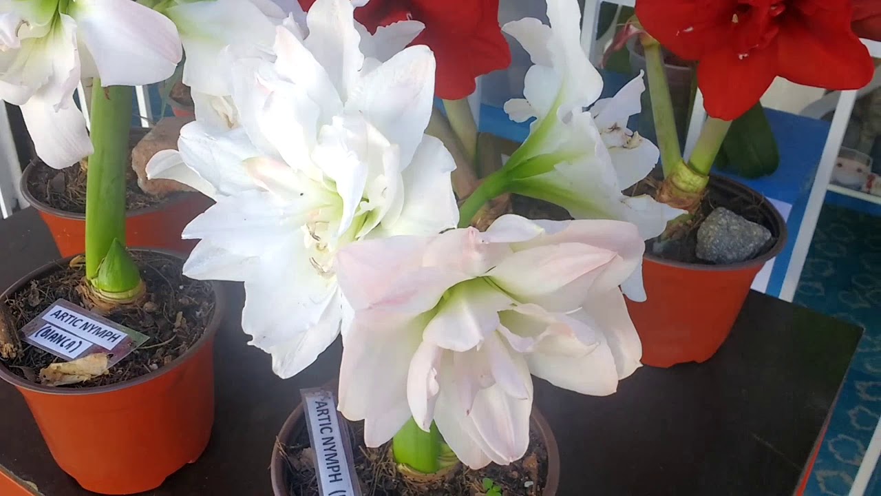 AMARYLLIS ARCTIC NYMPH