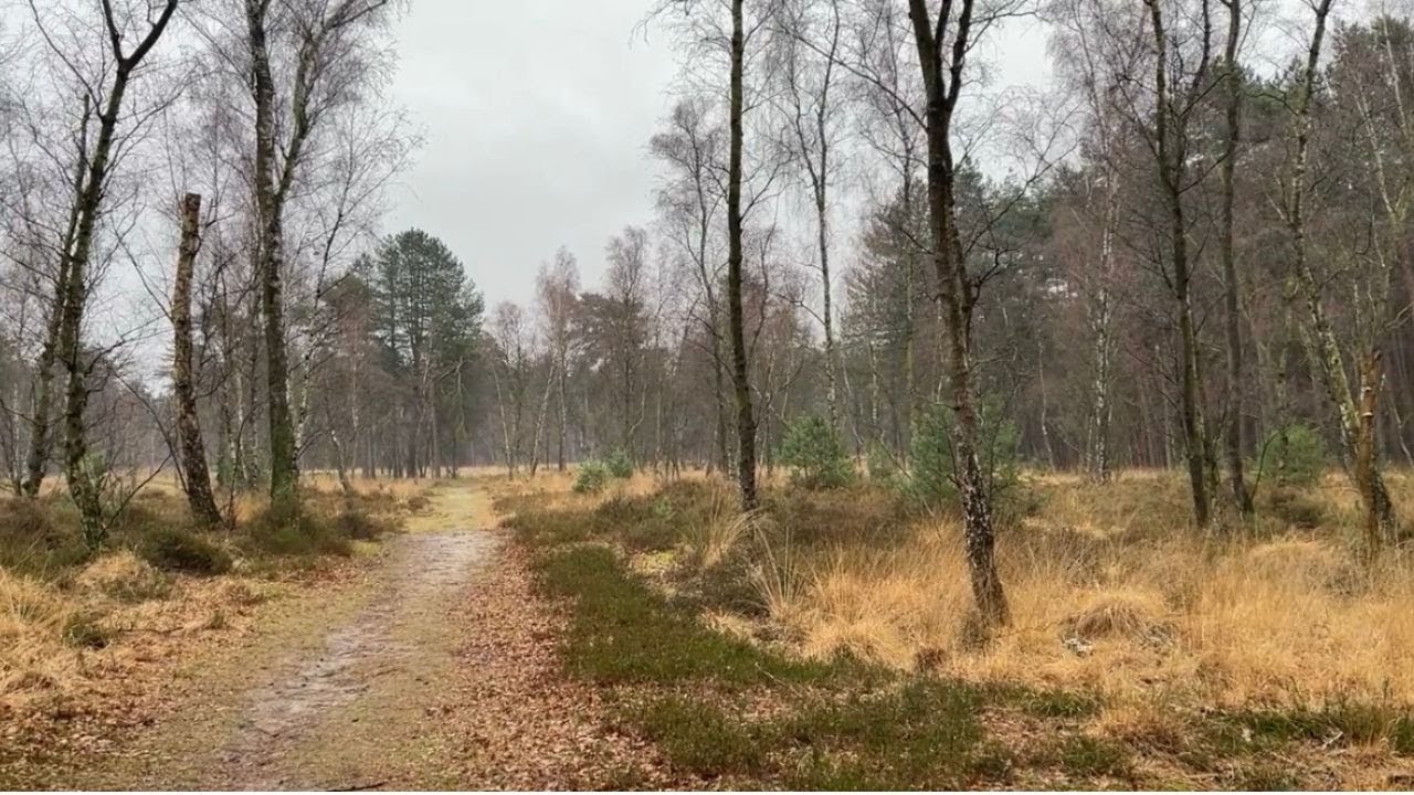 Silent Winter Walk Through Woody Heathland ~No Talking, No Music