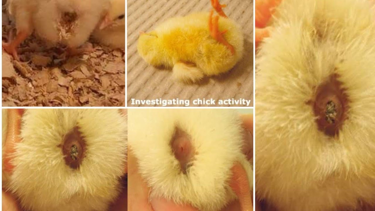 إلتهاب السره في الكتاكيت 🐣🐣🐥🐥