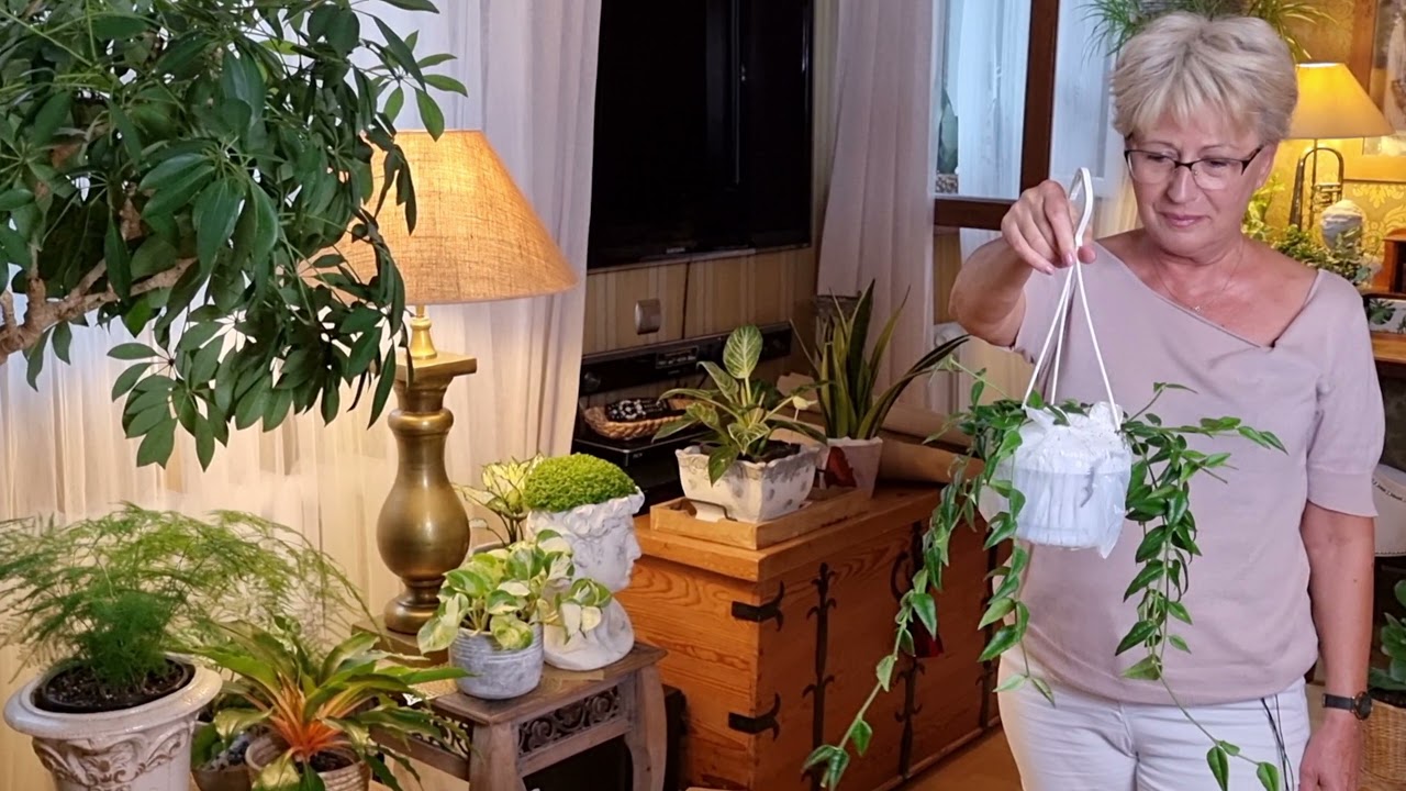 unboxing z  jungle boogie - totalne rozczarowanie ;-(  -Sanseviera Golden Flame, Hoya Bella
