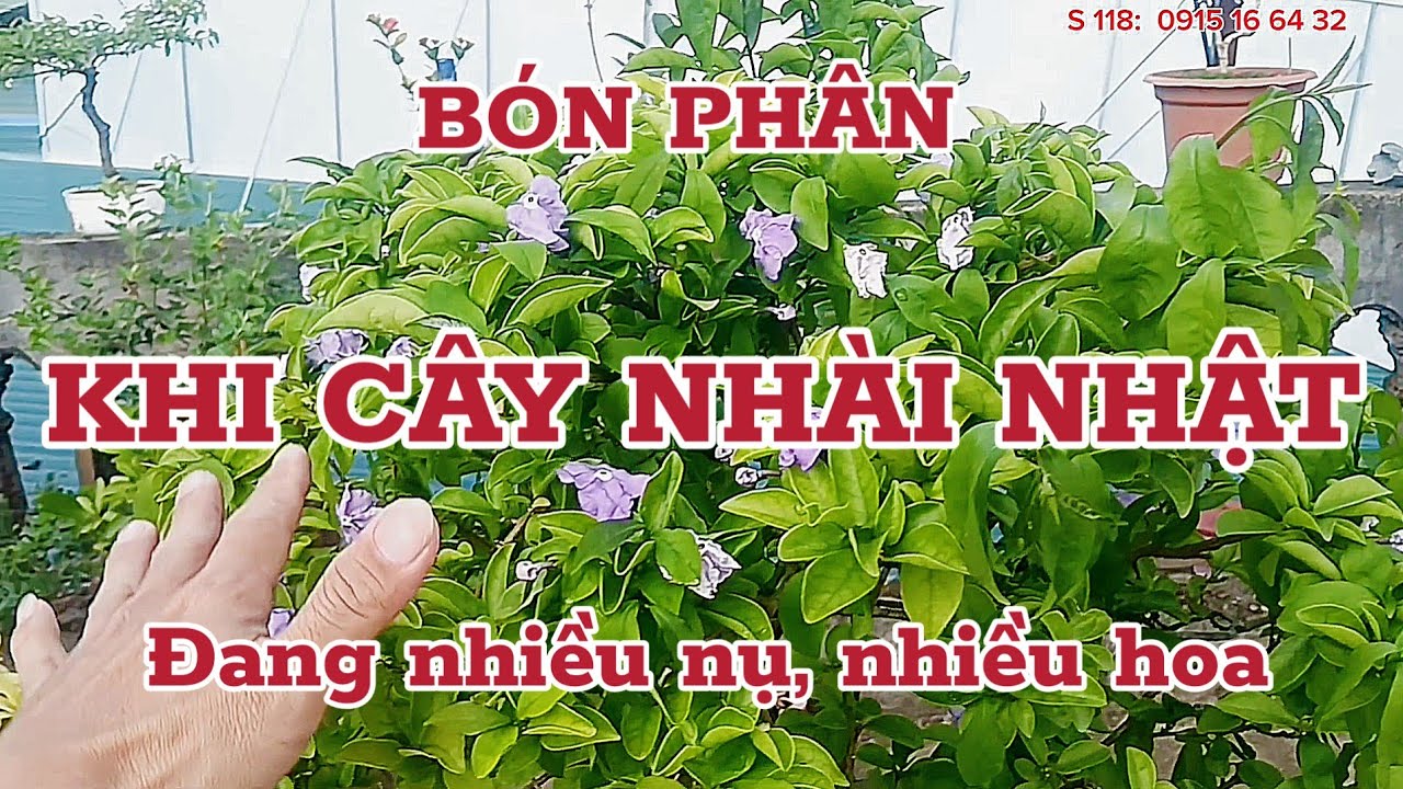 BÓN PHÂN KHI CÂY NHÀI NHẬT ĐANG NHIỀU NỤ, NHIỀU HOA