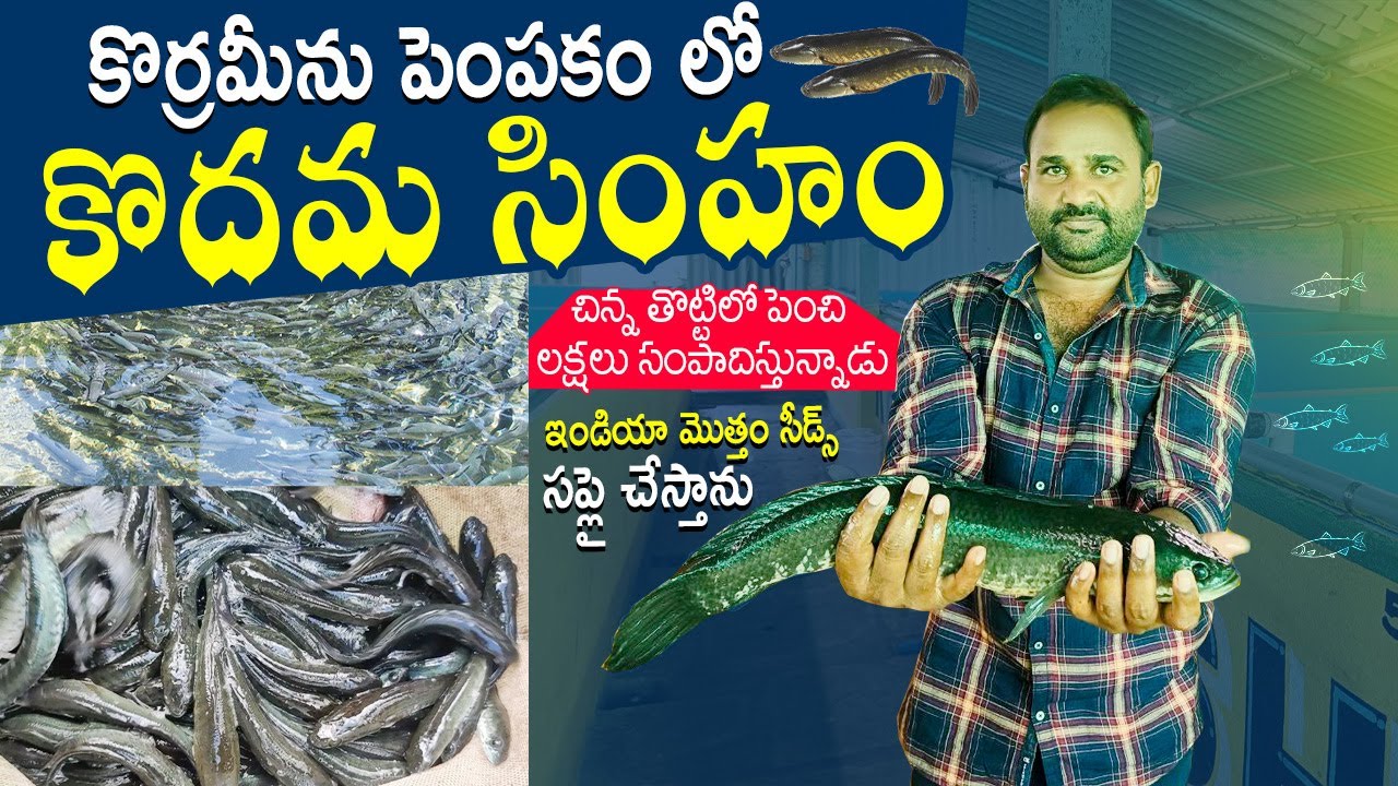 Koramenu Fish Farming Farmer Success Story | Vietnam Murrel Fish | కొర్రమేను చేపల సాగు | N5 Media