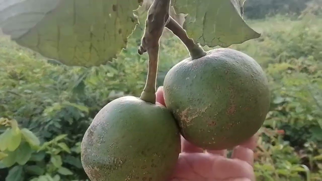 COMO ESTÃO AS PAISAGENS DEPOIS DA CHUVA/MUITO LINDO PLANTAS DIFERENTE.!+CHUVA 🙏