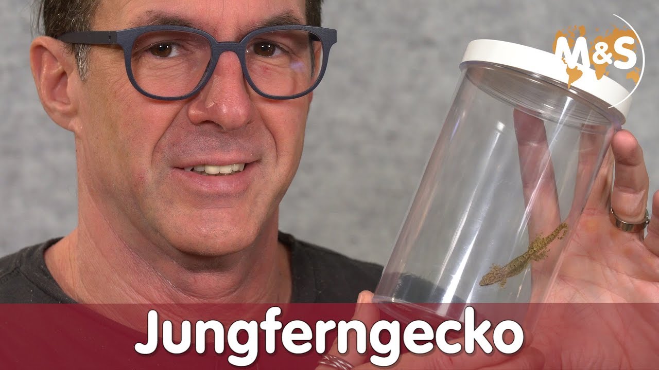 Nachwuchs ohne Zucht | Jungferngecko | parthenogenetisch | Reptil TV