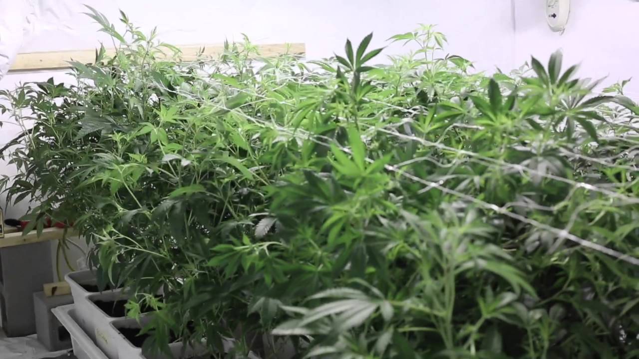 4k gavita medical marijuana grow - electrical arc or studs cracking