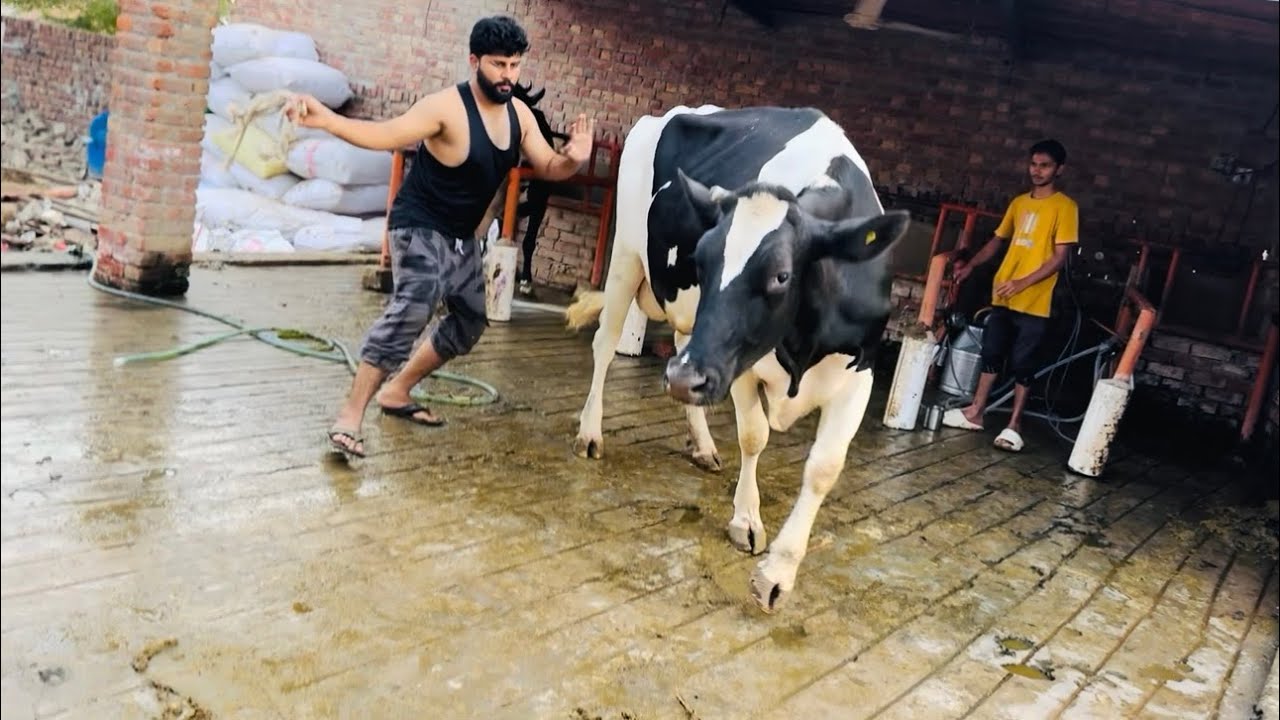 Aj New buffalo Na bahut tang kya😱