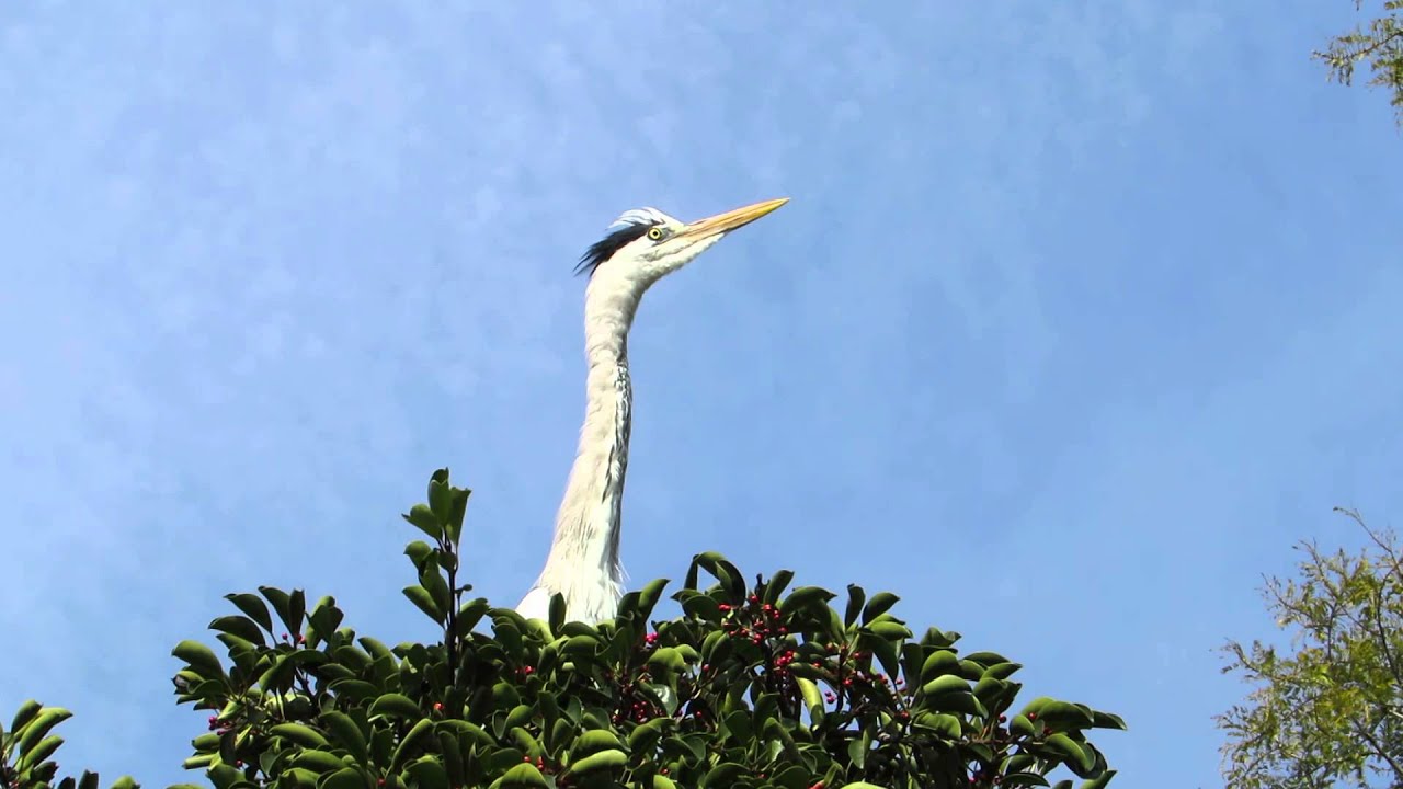 アオサギの鳴き声