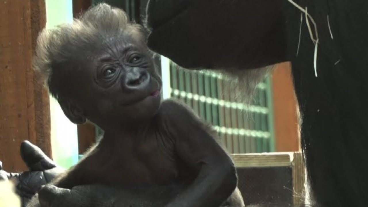 Nata baby gorilla allo zoo di Saint-Martin-La-Plain in Francia