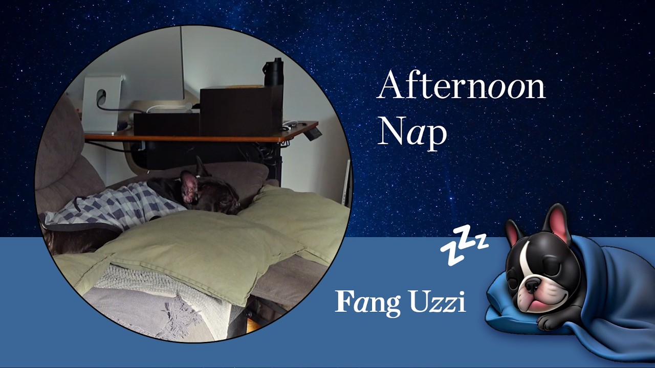 1 hour Afternoon Dog Nap  🐾 Fang's Nap