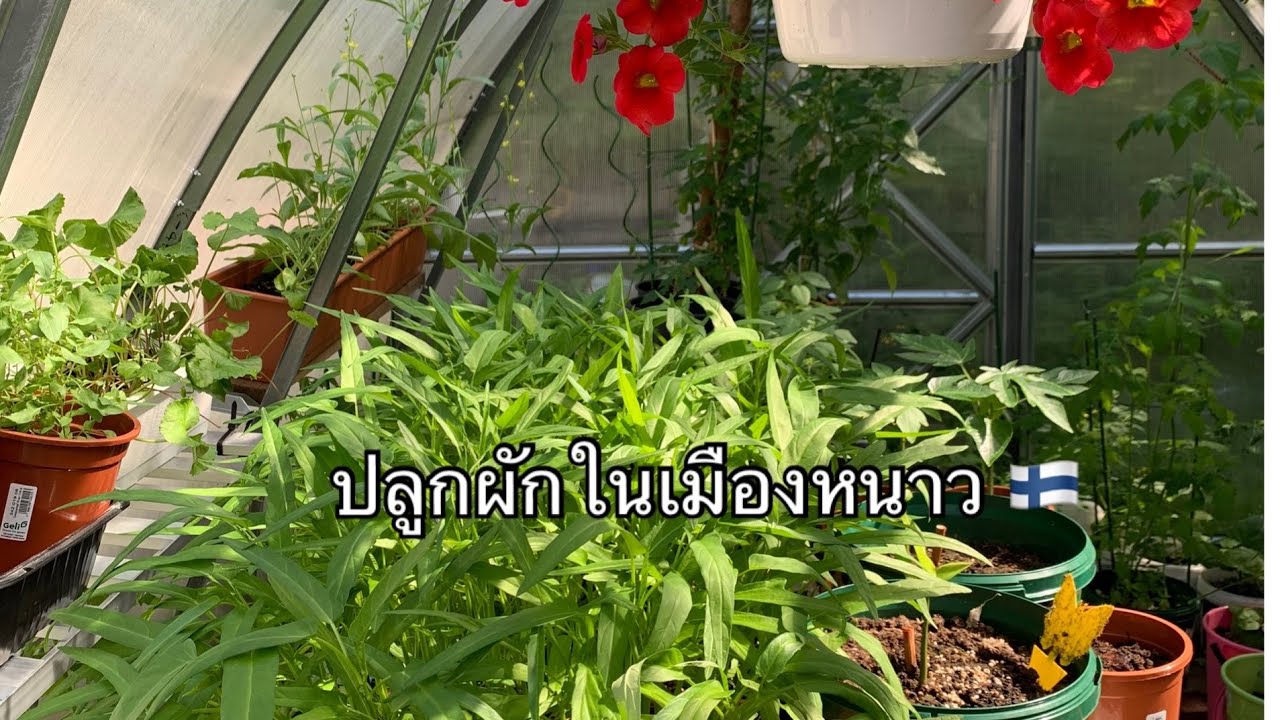 อัพเดทผักที่ปลูกค่ะ
