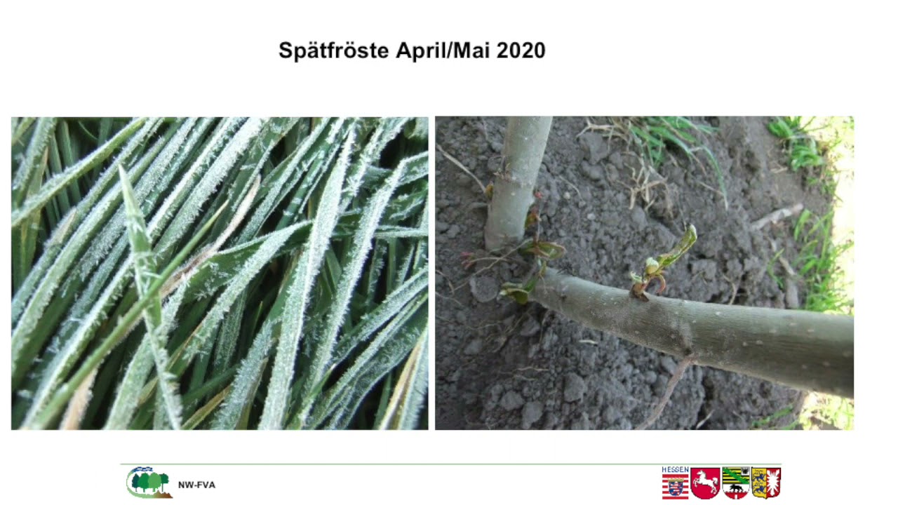 Hybridpappeln als Initialpflanzung für Agroforstsysteme in Mitteldeutschland - Martin Hofmann