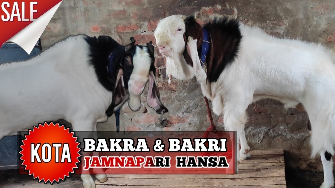 Kota bakre ka zabardast craze now at Kolkata | For Sale Call Zahid : 8240602913 & Battu : 9007649718