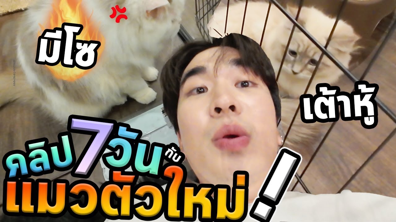 แมวตัวใหม่ครับ…7วันกว่าอยู่ด้วยกันได้...