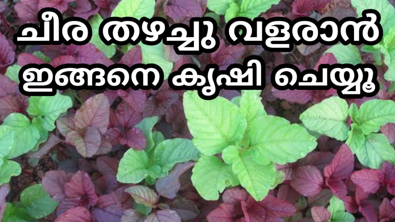 Cheera krishi tips in malayalam | How to Grow Spinach in Kitchen Graden at home | adukkalathottam