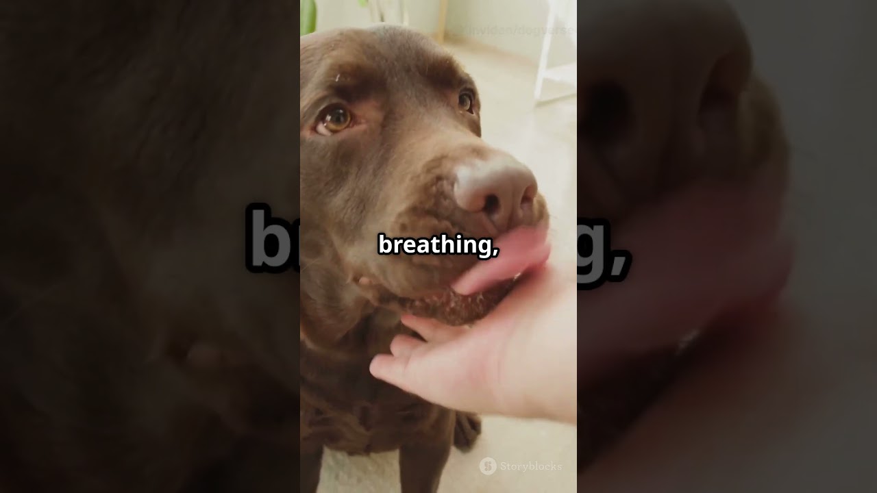 5 heartwarming ways Dogs care when you’re sick