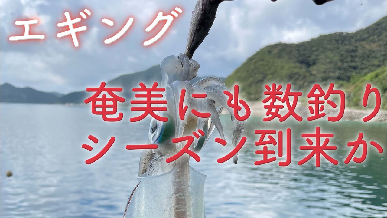 【エギング】奄美でもタイミングが合えば連発するのか！？