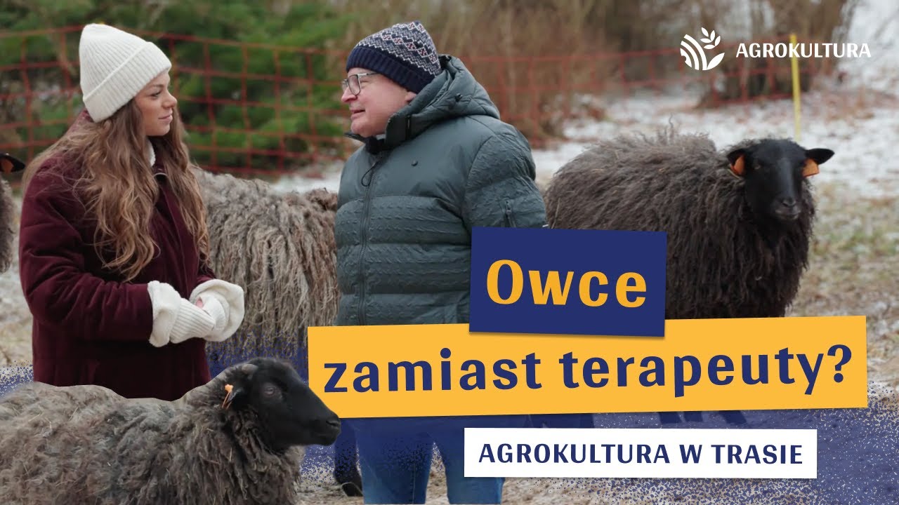 Jak obserwacja owiec pomaga redukować stres? | 23 Agrokultura w trasie