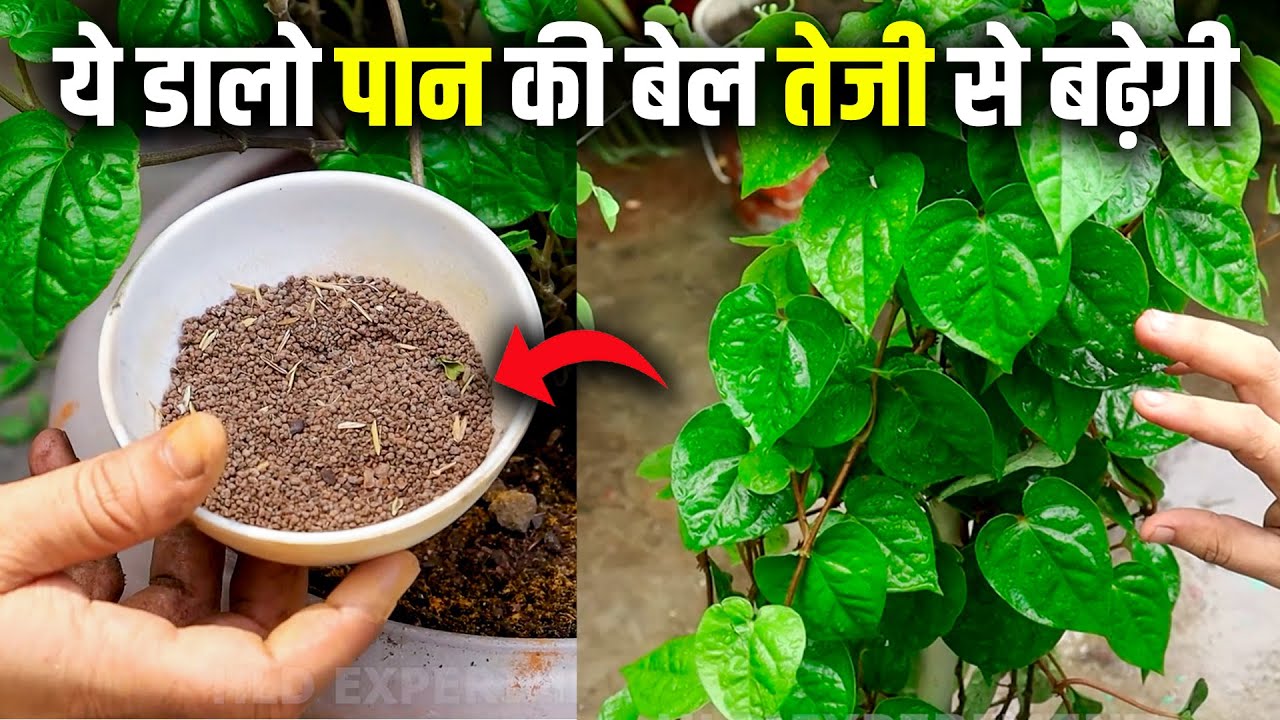 घर में पान की बेल तेज़ी से उगाने का सीक्रेट तरीका | How To Grow And Care Betel Leaf Plant #paan