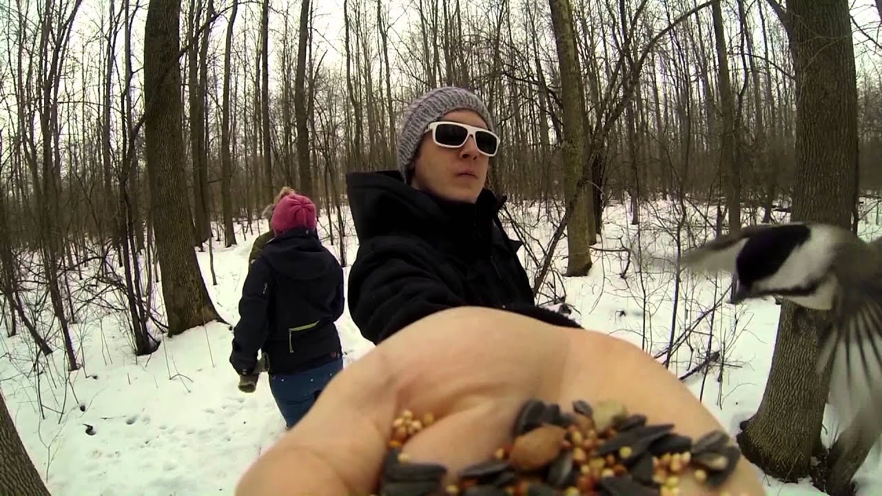 jcam feeding bird in slow motion