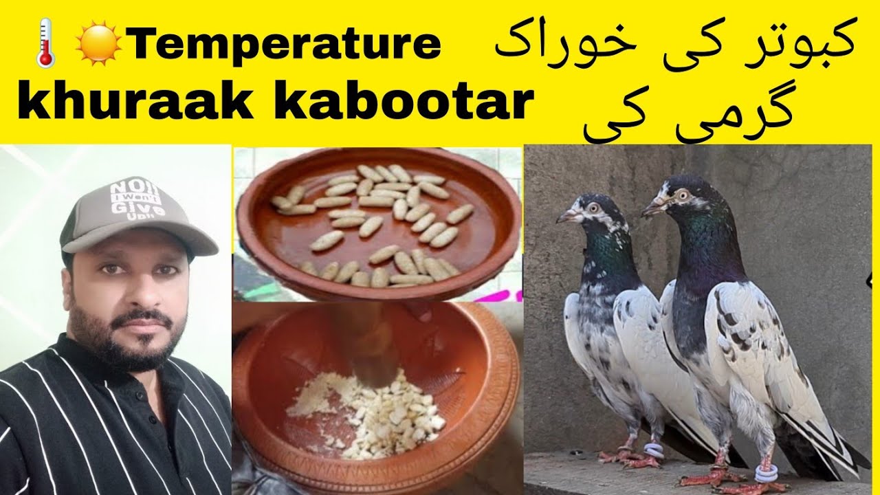 ♨️ Garmi ma kabootar ki khoraak Parwaz ke laya  گرمی کی خوراک کبوتر کی