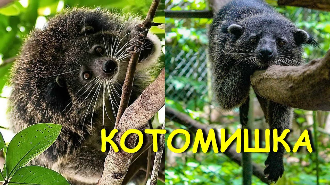 Единственный в своем роде — симпатяга и добряк кошачий медведь