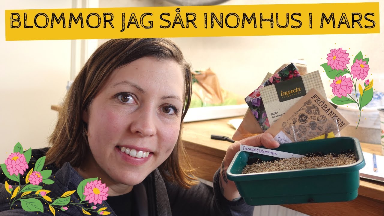 BLOMMOR jag sår inomhus i MARS - petunia, sommardahlia, blomstertobak och mycket annat