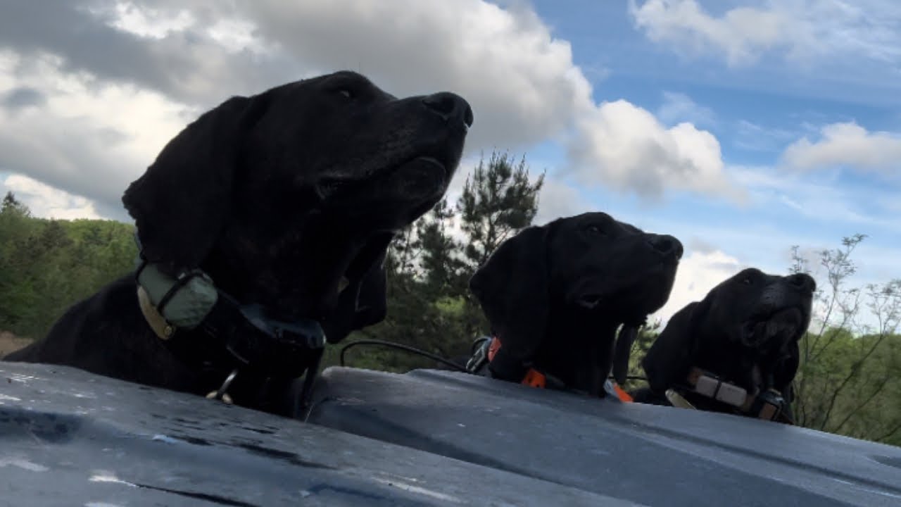 UPDATE + Treeing Bears with my Dogs!