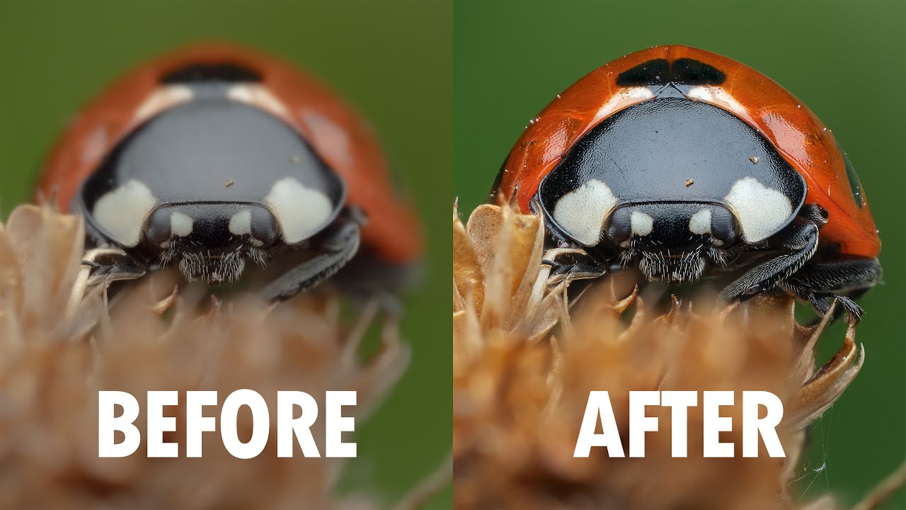 My Full Macro Photography Editing Workflow