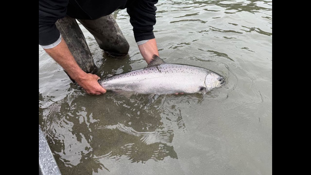 Kasilof River Drift Boat Fishing Alaska 6- 21 & 6- 22 2025 King Salmon, Sockeye, Steelhead