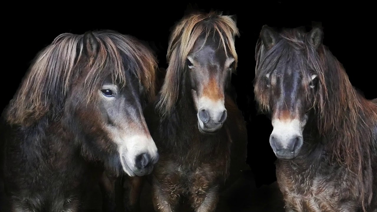 Beautiful Exmoor Ponies