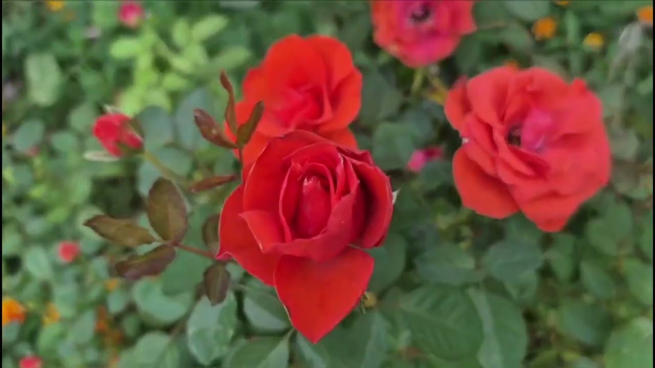 #베고니아 #계요등 #광나무      #가을에 촬영한 영상들을 한편으로 구성 (더보기 설명 )