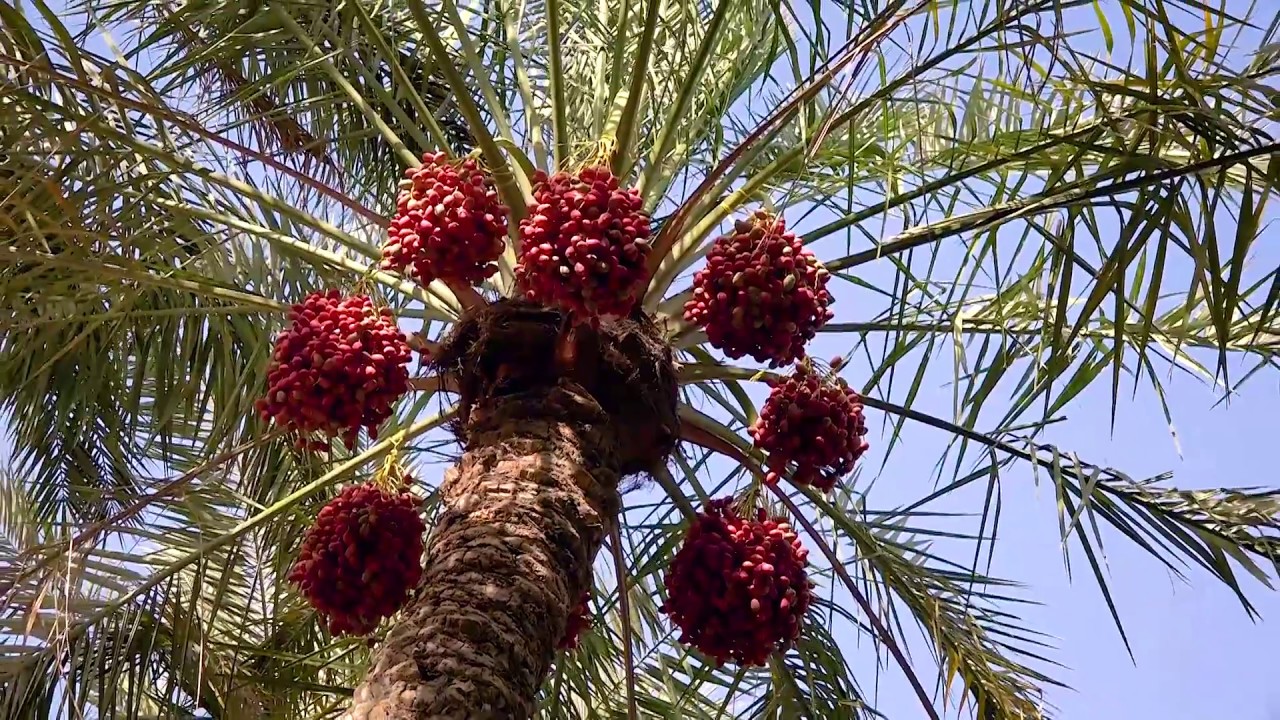 نخيل البحرين (السلالات)