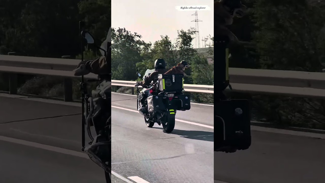 He rides the GS, his best friend rides along 🐶 #bmwr1250gs #advlife #motorcycle #adventure