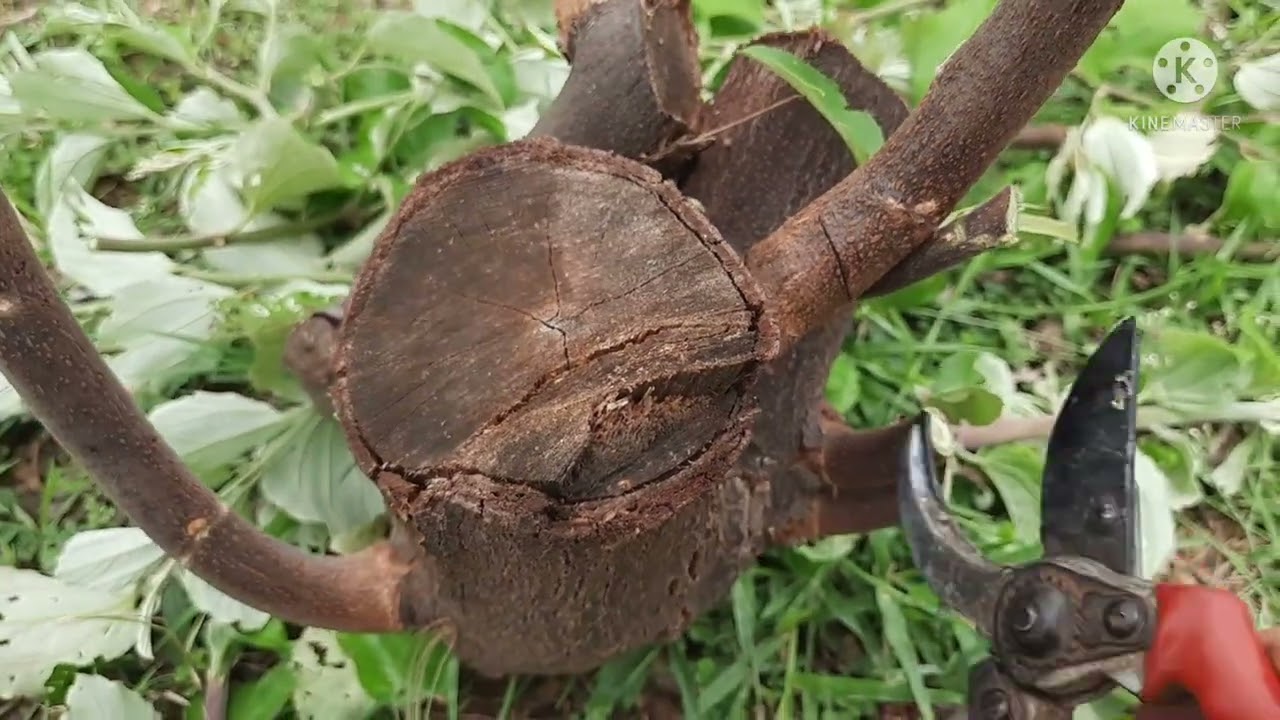 เลือกกิ่งให้ดีๆหลังทำสาวพุทรา