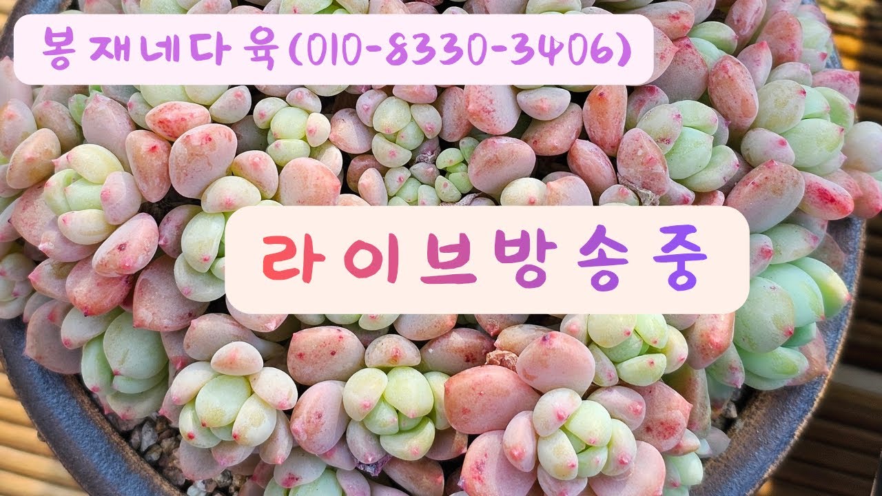 봉재네다육 