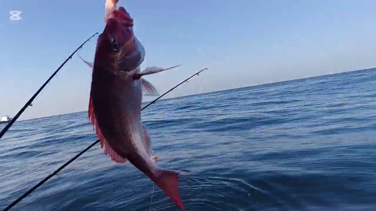 Saterday 5 hour fishing trip with good quality fish