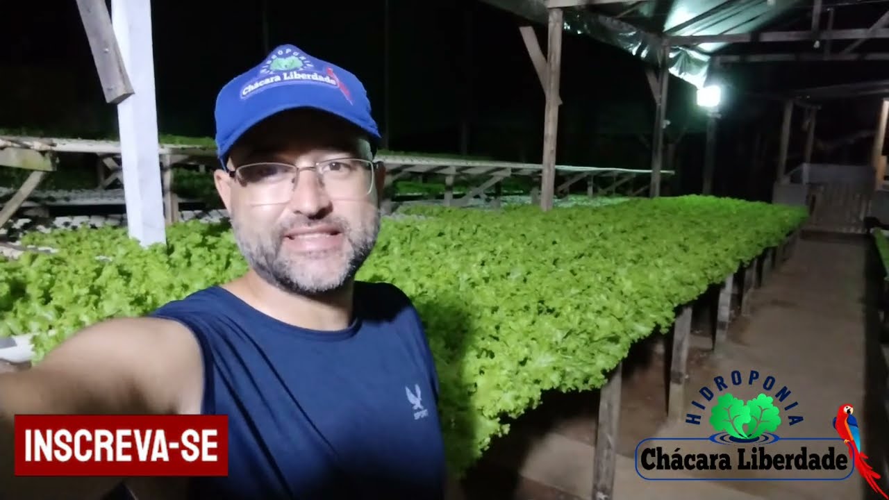 RELAÇÃO TEMPO X TAMANHO DAS ALFACES NA HIDROPONIA. AGORA VOCÊ SABE. 