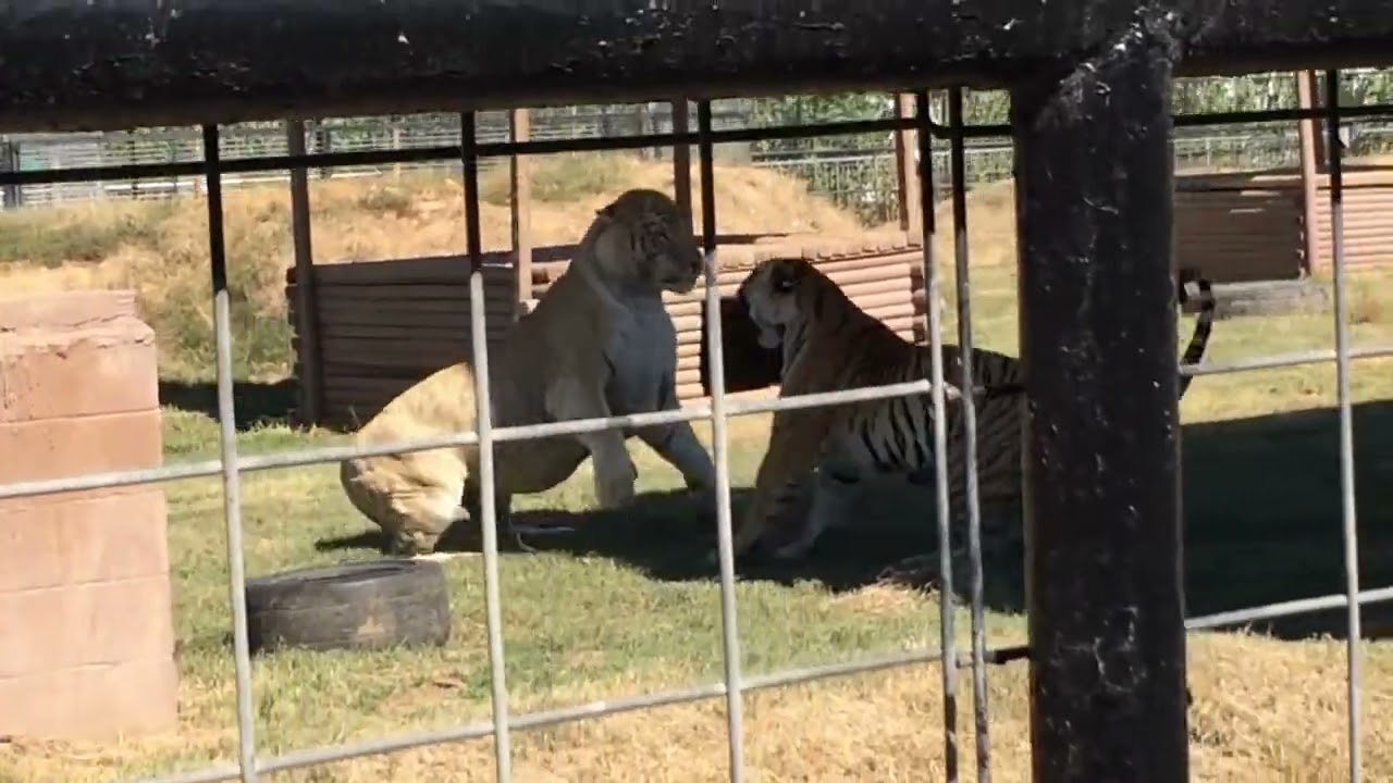 Ligre humilla a tigre de bengala adulto el felino mas fuerte de TODOS