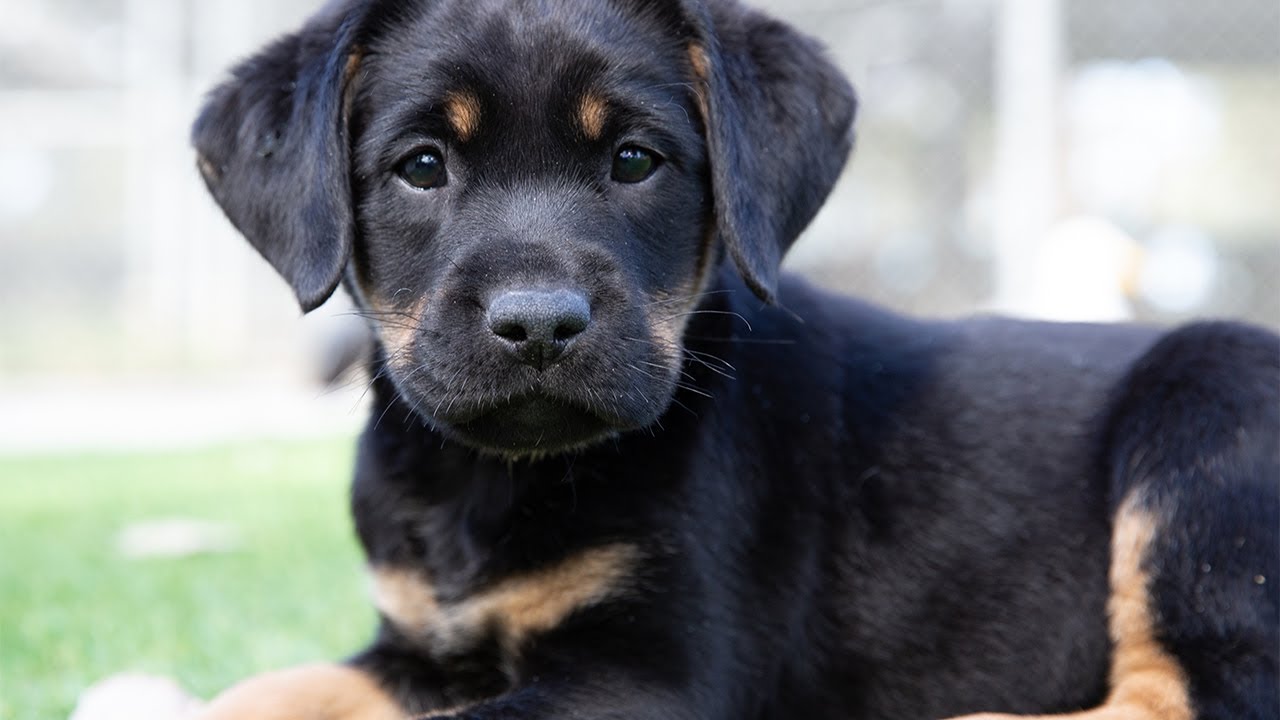 Meet Charlee - our latest brindle Labrador